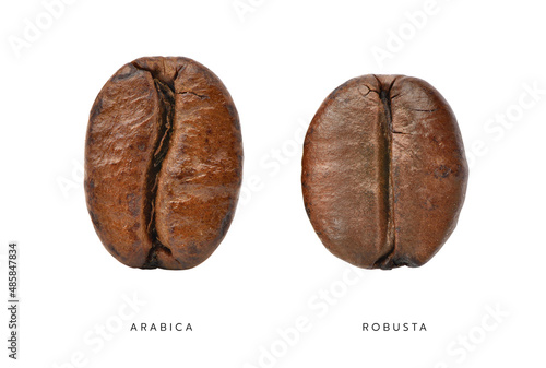 Comparative characteristics of Arabica and Robusta coffee beans isolated on white. clipping path.
