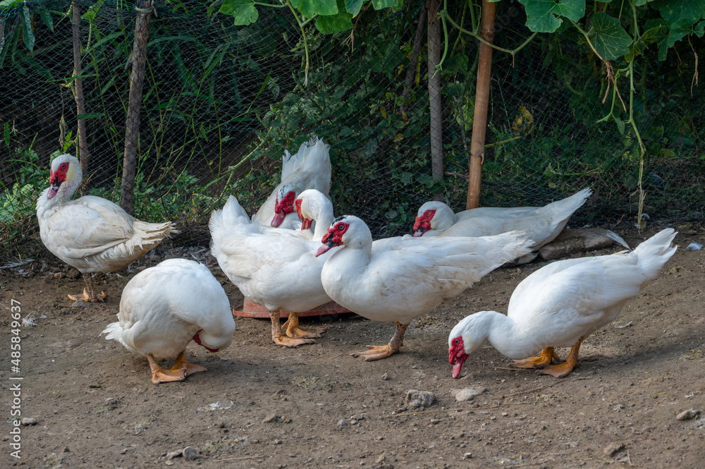 A large snow-white Muscovy Duck raised in the field A large snow-white Muscovy Duck raised in the field