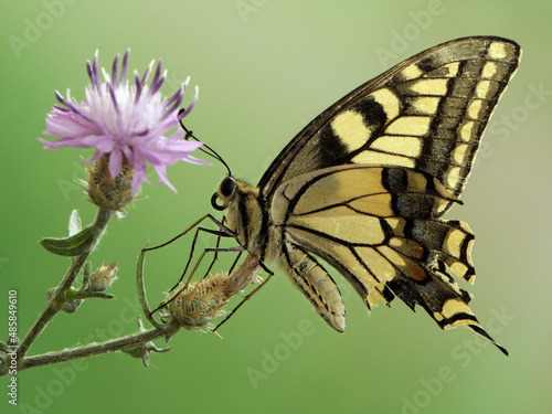 Wallpaper Mural Wonderful butterfly Papilio machaon  spread its wings on a summer day on a pink field flower Torontodigital.ca