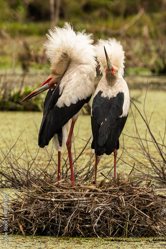 Photography white stork ciconia