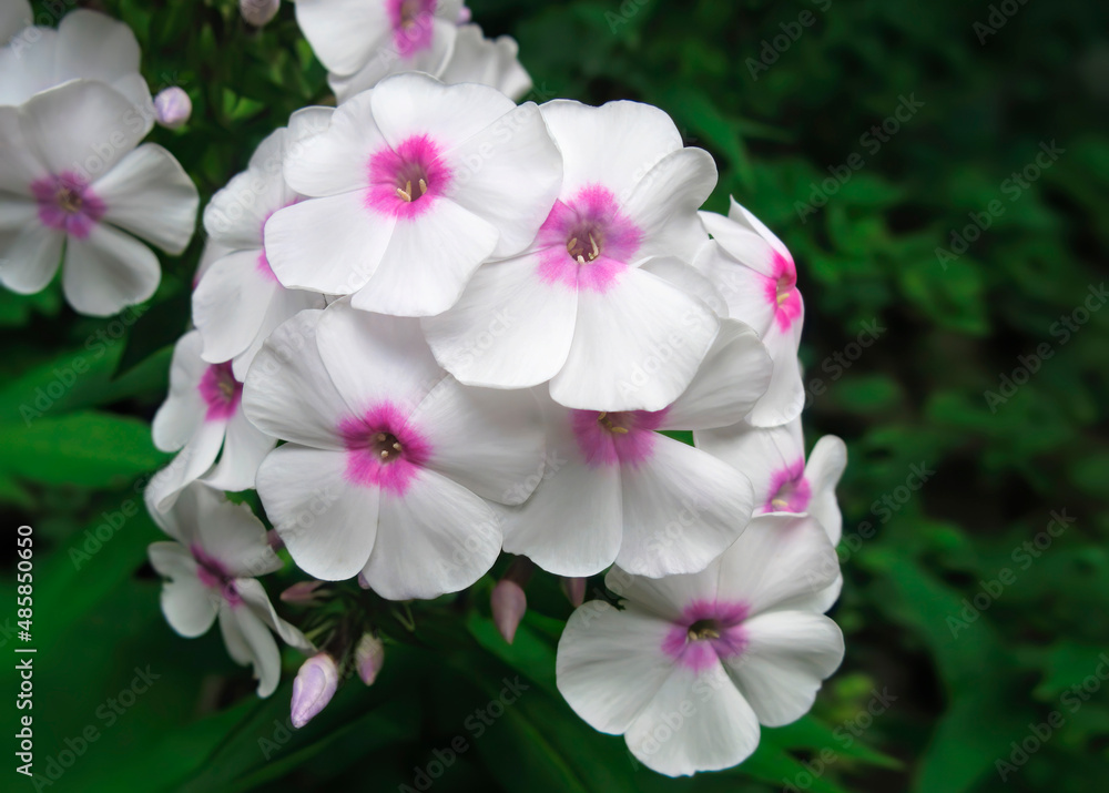 Obraz premium White phlox flowers in the summer garden