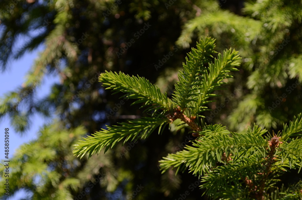 Christmas tree, summer macro Christmas tree, summer macro