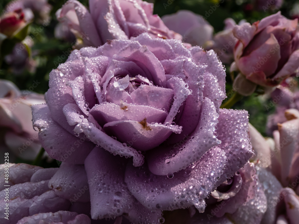 Obraz premium Close-up of outstanding, old fashioned lavender rose 'Novalis' with multi layered mauve flowers. Detailed, round water droplets on rose petals reflecting sunlight in summer