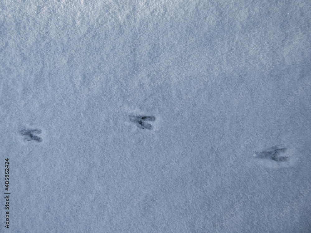 Close-up of a perfect footprints of roe deer (Capreolus capreolus) on the ground covered with soft snow in winter Close-up of a perfect footprints of roe deer (Capreolus capreolus) on the ground covered with soft snow in winter