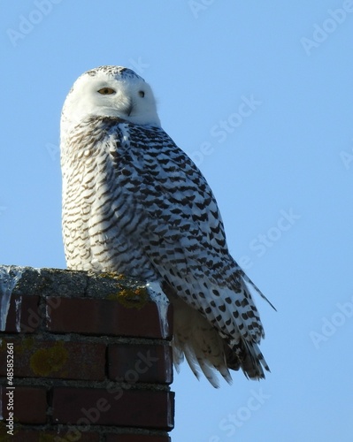 Snowy Owl on a Chimney © Stacey