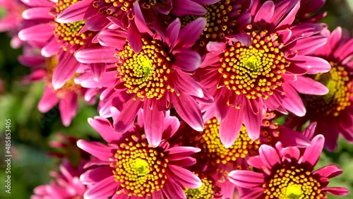 Wallpaper Mural Video of a beautiful bright chrysanthemum. Rich pink petals and a yellow center. The video was shot at close range, the camera turns in a circle Torontodigital.ca