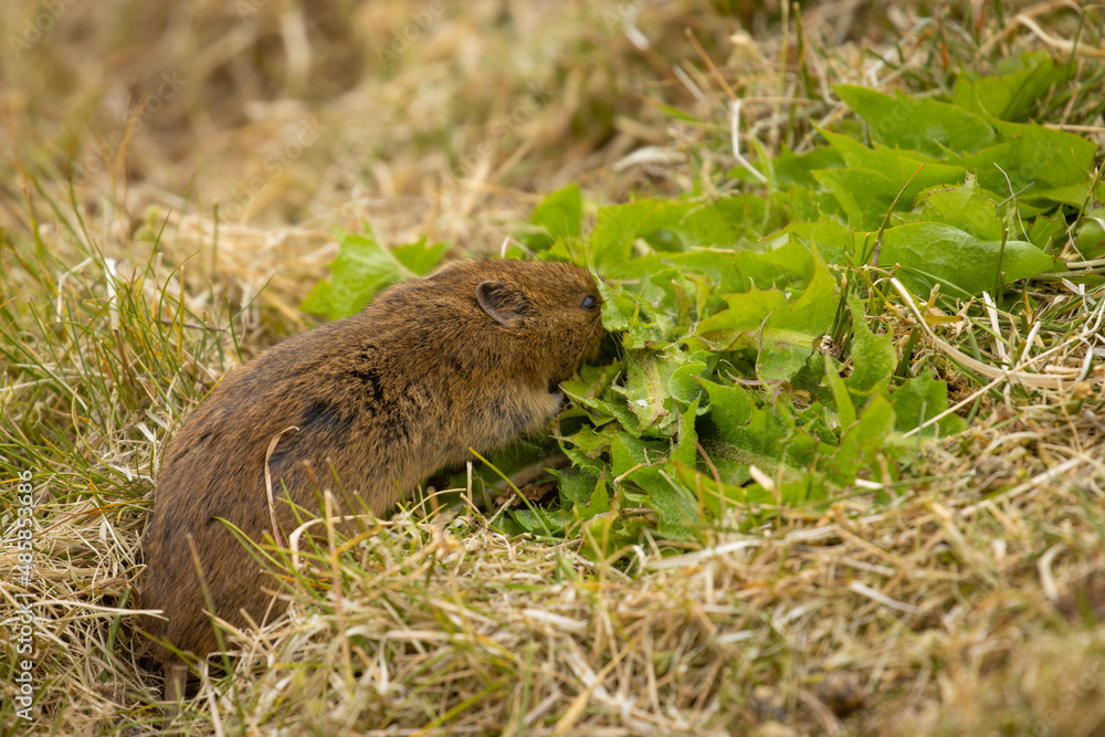 Orkney Vole looking for food, Orkney, Scotland Orkney Vole looking for food, Orkney, Scotland