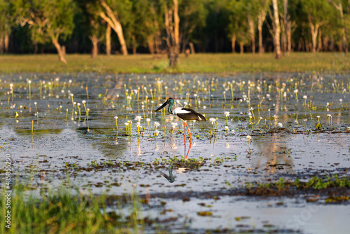A iconic Jabiru in the wetlands of the Kakadu National Park in Northern Territory, Australia photo