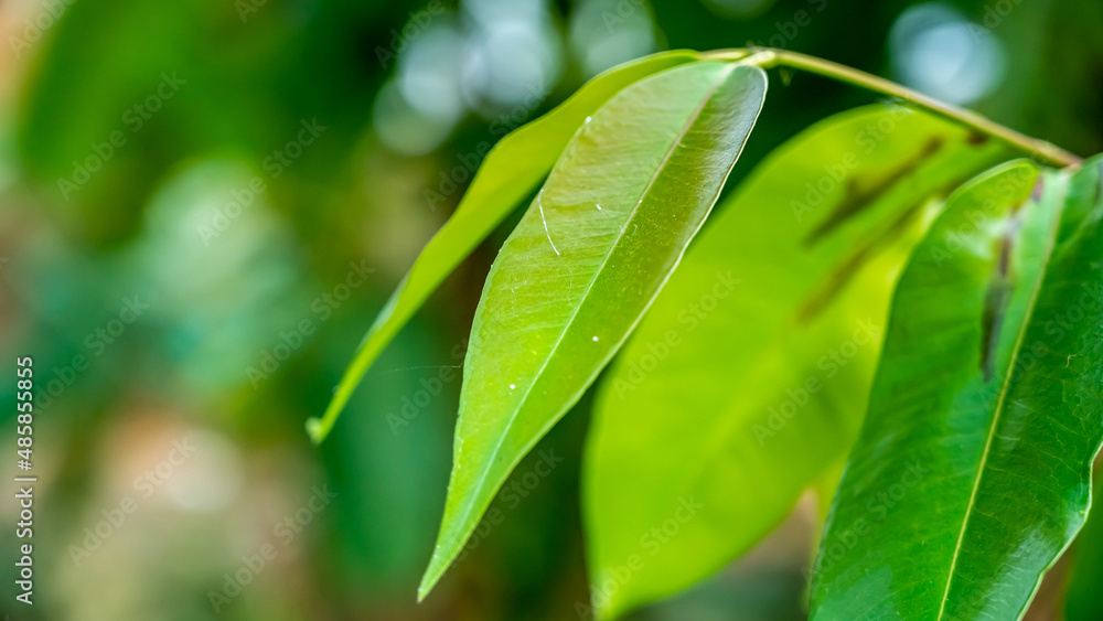 Green Leaves. Syzygium cumini, commonly known as Malabar plum, Java plum, black plum, jamun or jambolan, is an evergreen tropical tree in the flowering plant family Myrtaceae Green Leaves. Syzygium cumini, commonly known as Malabar plum, Java plum, black plum, jamun or jambolan, is an evergreen tropical tree in the flowering plant family Myrtaceae