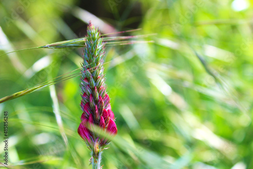 Lila Blume zu Beginn ihrer Blüte - Landesgartenschau Landau in der Pfalz photo