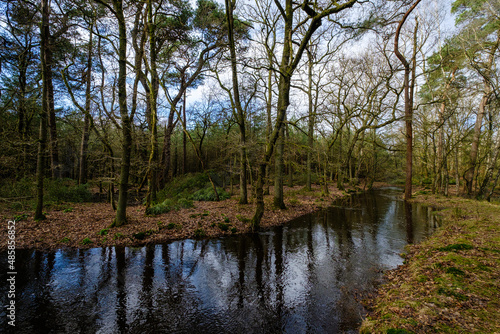 Leuvenumse bossen, Hulshortserzand © Holland-PhotostockNL
