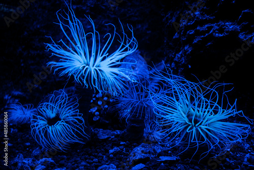 Sea anemone on a coral reef