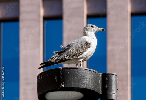 Gaviota posada en una farola en la ciudad de la justicia y de fondo las ventanas de un edificio de oficinas. photo