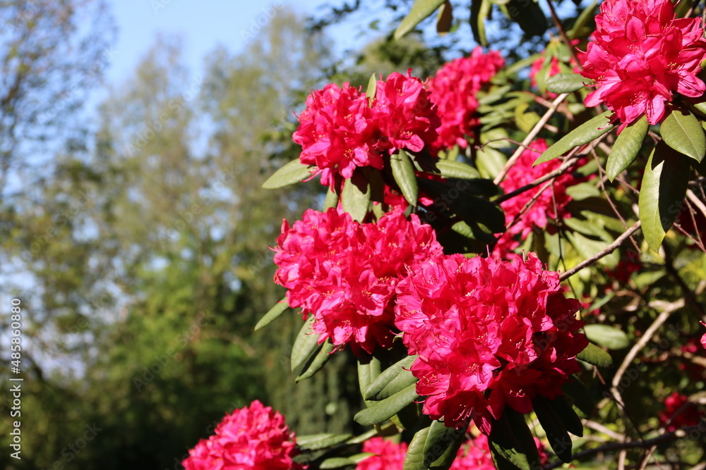 Rhododendron blüht pink in der Natur Rhododendron blüht pink in der Natur