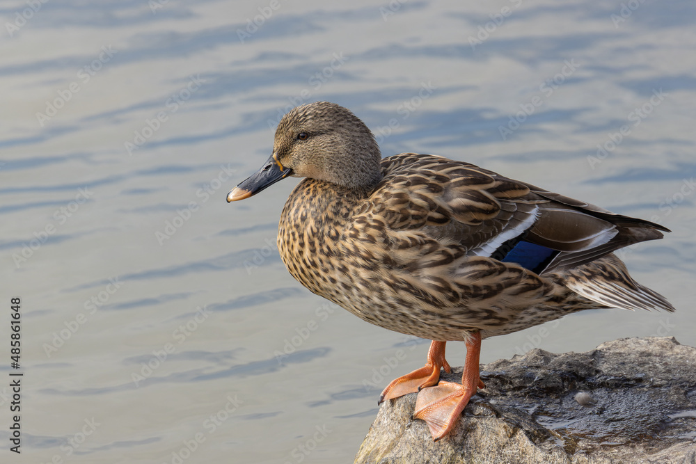 Fototapeta premium 水に入ろうとするカルガモ