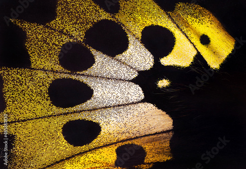 Obraz na płótnie Birdwing butterfly