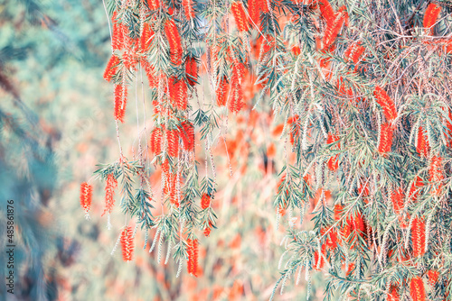 Callistemon rigidus plant with green and red leaves citrius photo