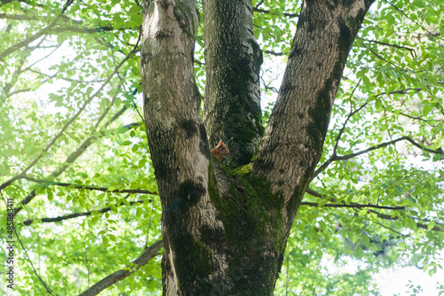 Red squirrel peeking top down high tree