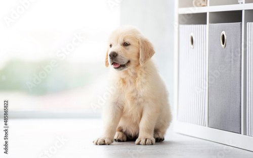 Fototapeta Naklejka Na Ścianę i Meble -  Sweet retriever puppy sitting indoors