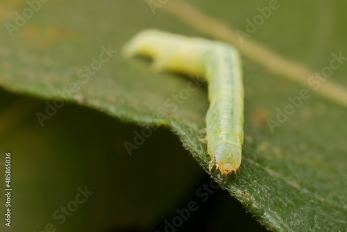 The winter moth caterpillar on a leaf