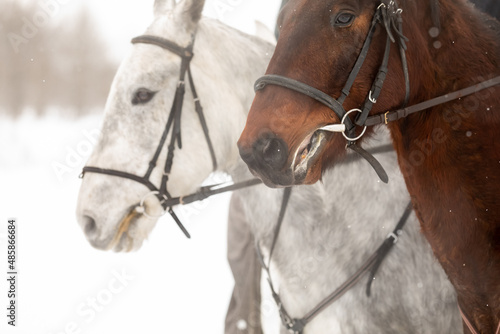 Two horses are white and brown in a bridle and a headband in a winter field. Large portrait of stallions. Space for text