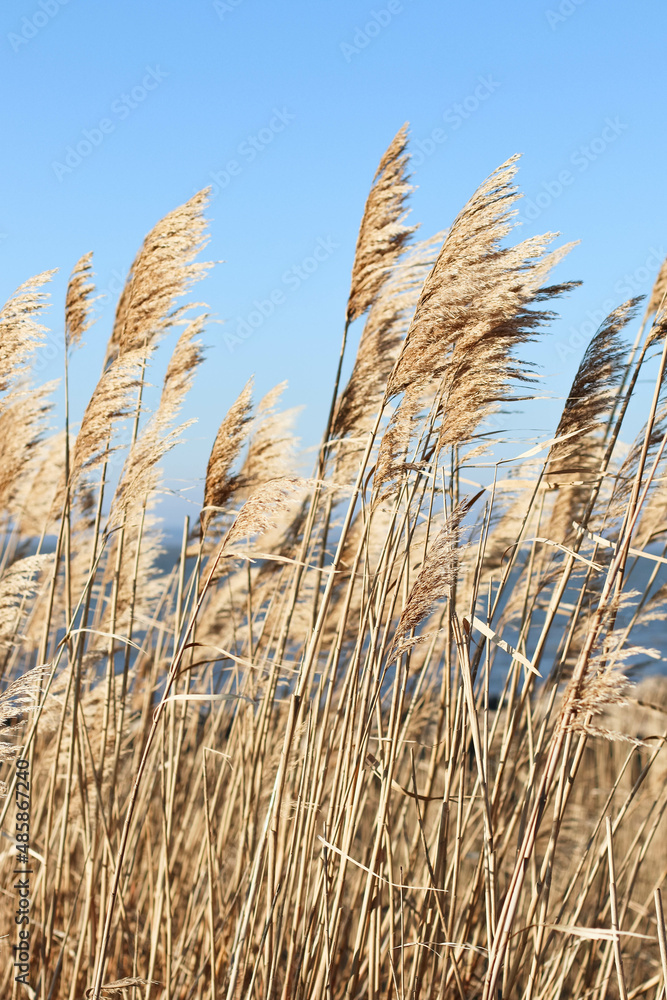 Fototapeta premium Dry reed outdoor in light pastel colors, reed layer, reed seeds. Beige reed grass, pampas grass. Abstract natural background. Beautiful pattern with neutral colors. Minimal, stylish, trend