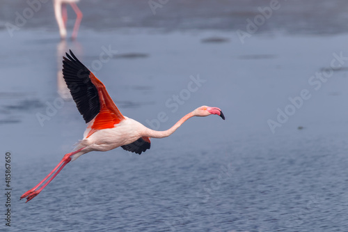 Fotografi Greater Flamingo ( Phoenicopterus ruber roseus) flying by, Walvis bay, Namibia