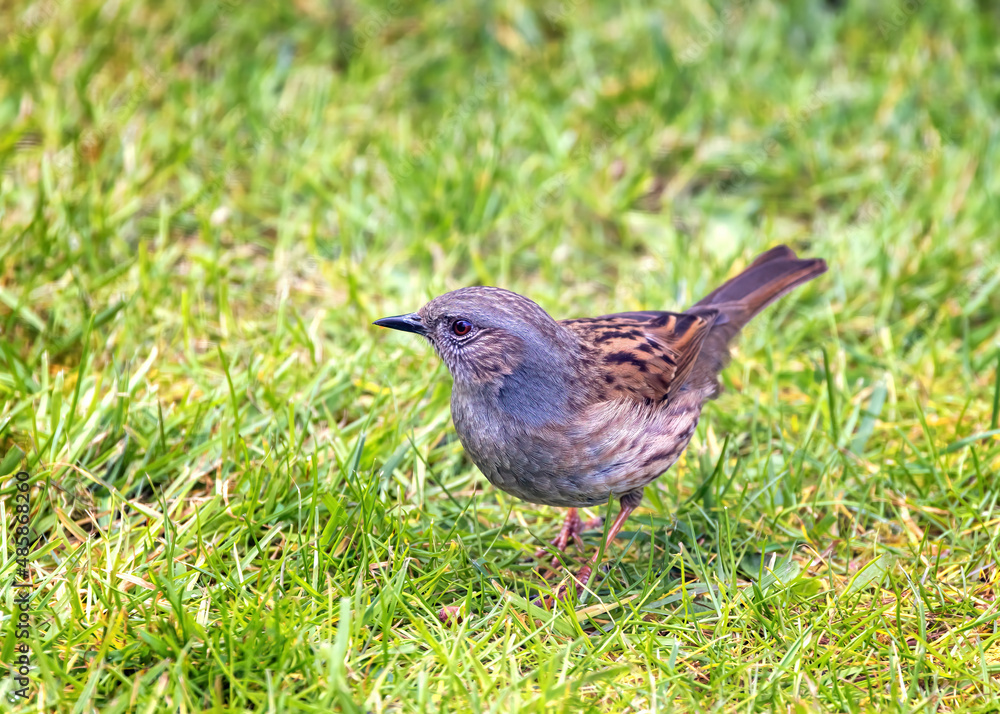 A dunnock, prunella modularis, otherwise known as a hedge sparrow, on grass in Hampshire, UK A dunnock, prunella modularis, otherwise known as a hedge sparrow, on grass in Hampshire, UK