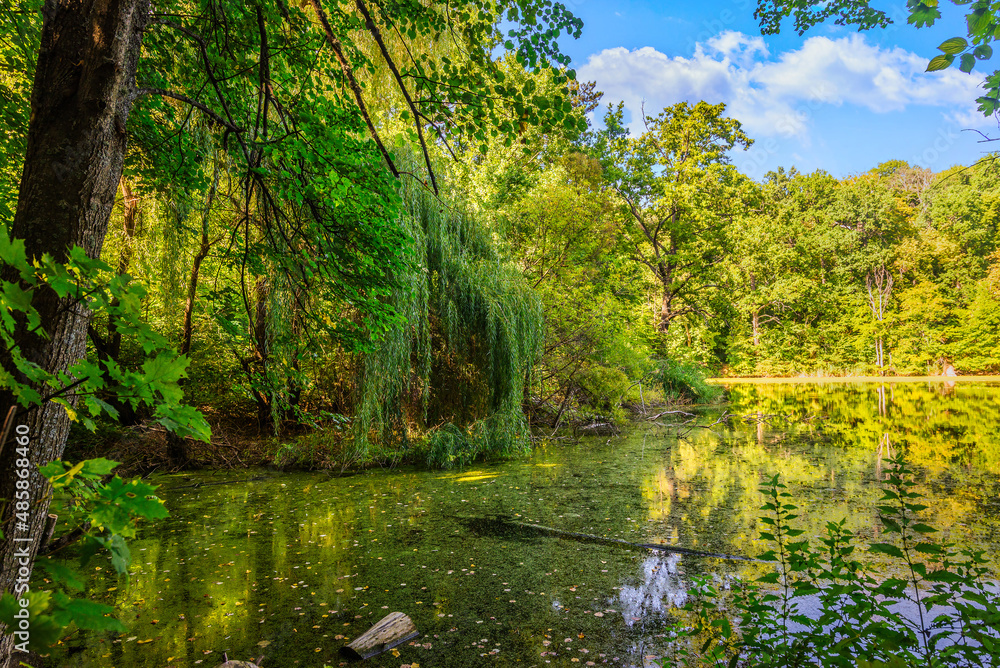 Fototapeta premium Willow on pond