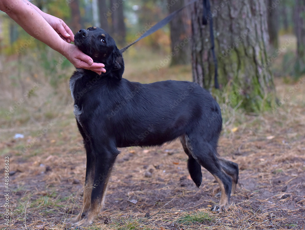black dog mongrel in an animal shelter black dog mongrel in an animal shelter