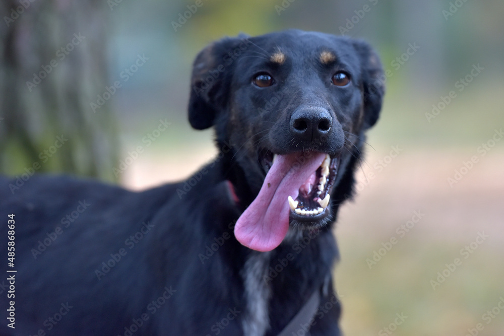 black dog mongrel in an animal shelter
