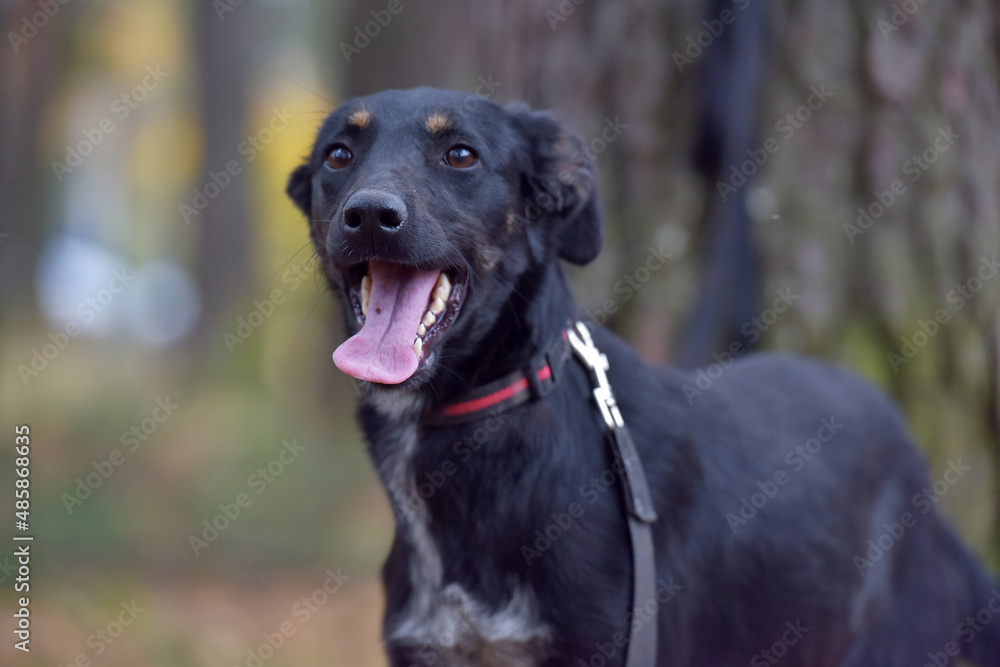 black dog mongrel in an animal shelter black dog mongrel in an animal shelter