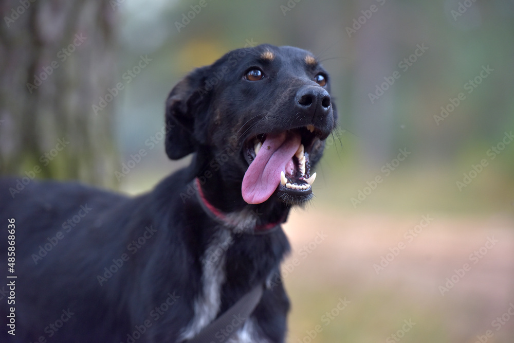 black dog mongrel in an animal shelter black dog mongrel in an animal shelter