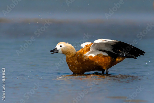 Foto Ruddy Shelduck enjoying the rain.