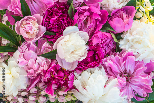 Beautiful floral background of pink  purple and white peonies close up