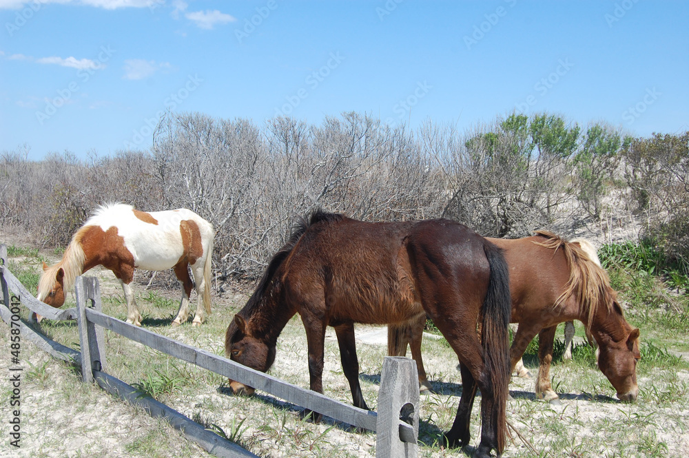 Wild horses grazing on the dune grass, on Assateague Island, in Worcester County, Maryland. Wild horses grazing on the dune grass, on Assateague Island, in Worcester County, Maryland.