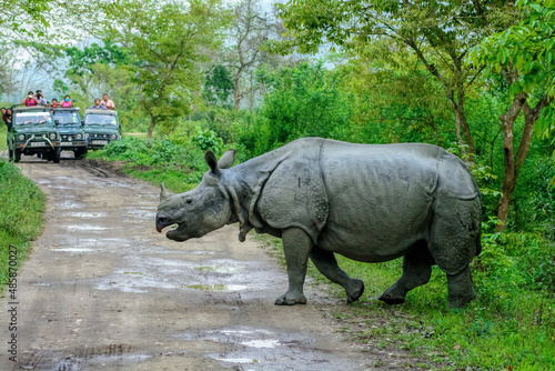 Indian one horned Rhinoceros crossing the road.