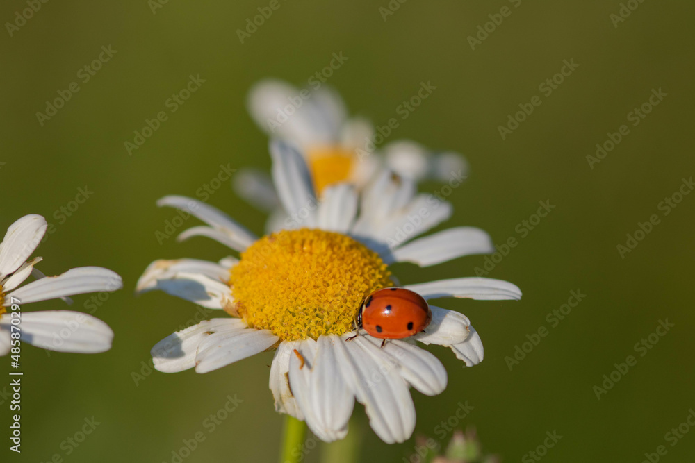 Ladybug on a daisy. Selective focus, blurred background  