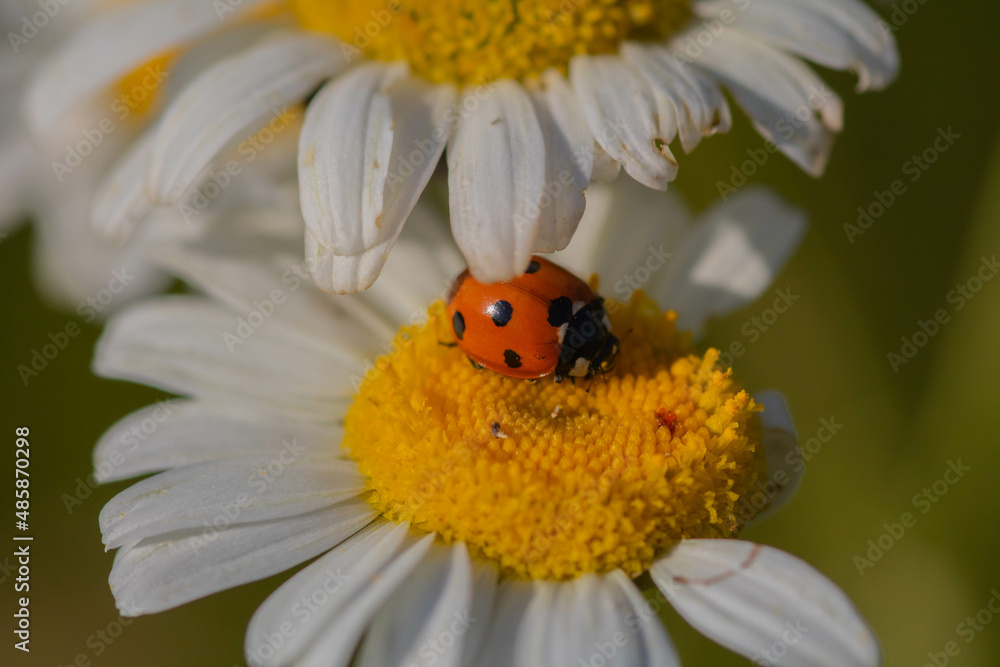 Ladybug on a daisy. Selective focus, blurred background  
