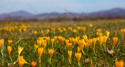 Spring flower yellow crocus in the grass after the snowmelt, closeup © Bilyana