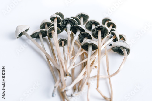 Psilocybin and Magic Mushrooms photo