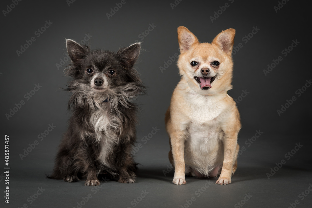 Two Old Chihuahua's Looking isolated in Gray Background