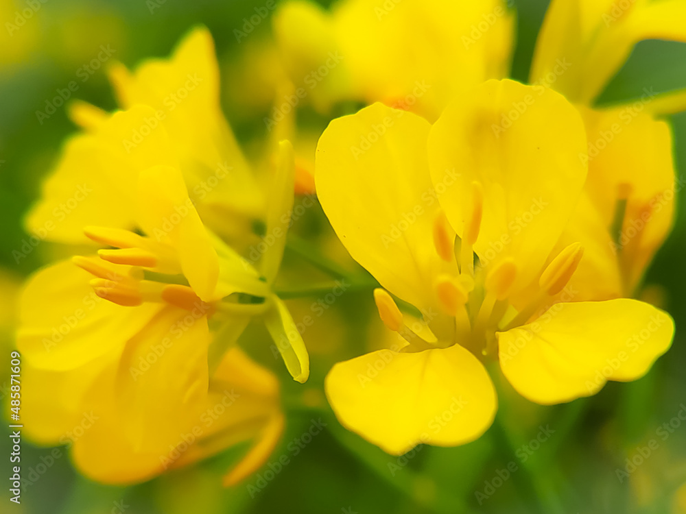 Beautiful mustard flower of the rapeseed closeup on a blurred background, selective focus. Beautiful mustard flower of the rapeseed closeup on a blurred background, selective focus.