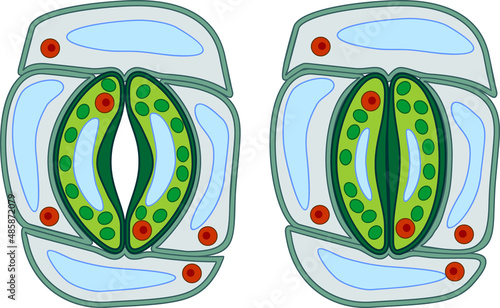Structure of stomatal complex with open and closed stoma
