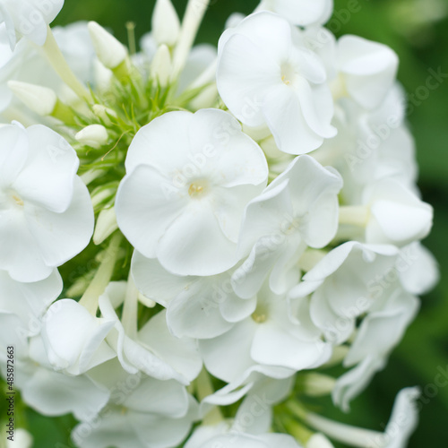 Flower of white phlox in summer closeup