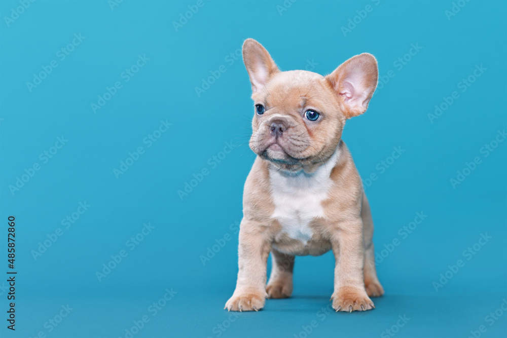 Lilac Red Fawn French Bulldog dog puppy on blue background Lilac Red Fawn French Bulldog dog puppy on blue background
