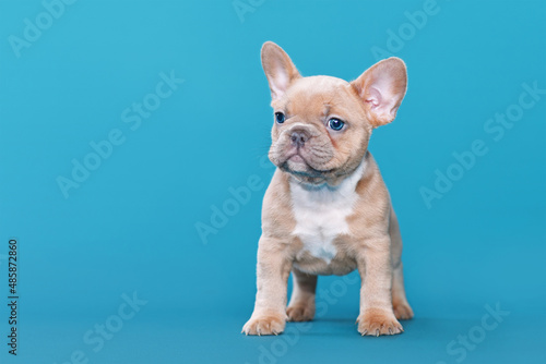 Lilac Red Fawn French Bulldog dog puppy on blue background © Firn