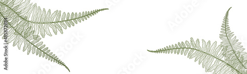 Background with fern leaves. Vector illustration. 