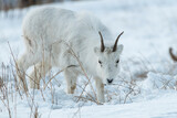 Young male Dall Sheep looking for food in snow