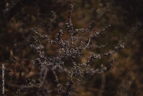 Nature plants autumn sunset landscape